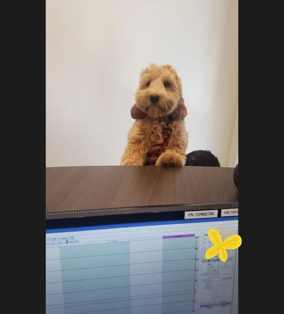 Goldie the office dog at work